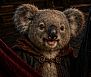 koalapaa
